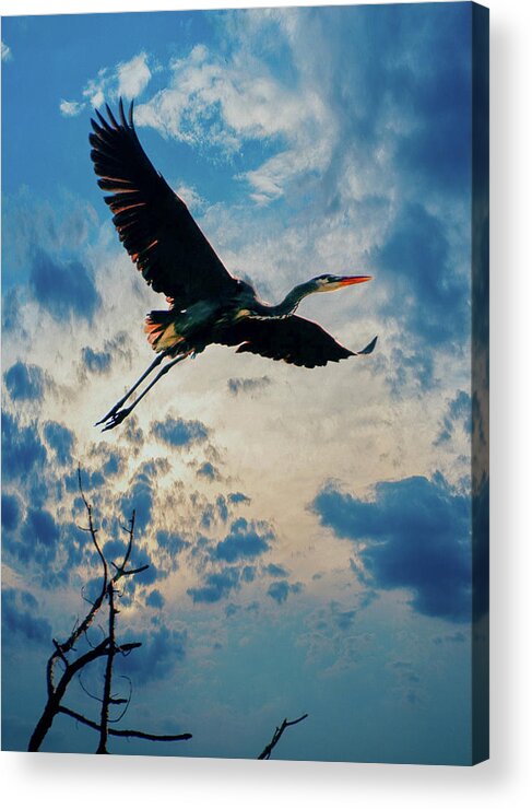  Acrylic Print featuring the photograph In Flight by Rick Redman