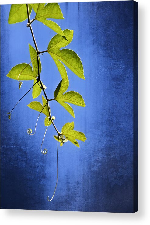 Leaves Acrylic Print featuring the photograph In The Blue by Carolyn Marshall
