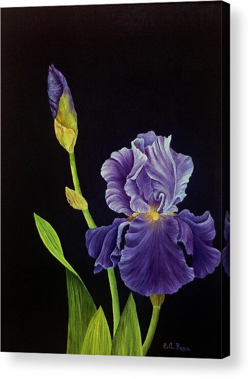 Iris Acrylic Print featuring the painting Iris with Purple Ruffles by Charlotte Bacon