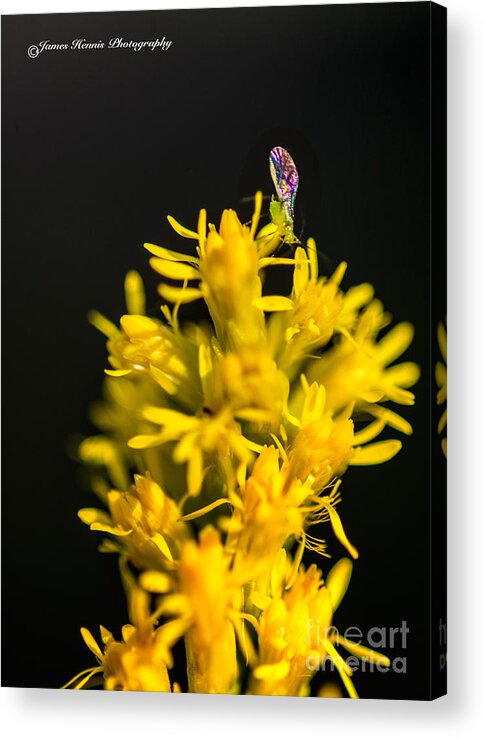 Macro Acrylic Print featuring the photograph Its a small world by Metaphor Photo