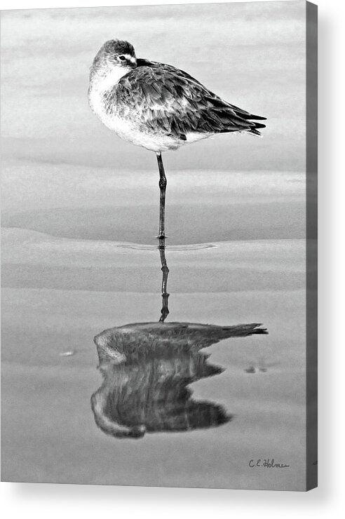 Willet Acrylic Print featuring the photograph Just Being Coy - BW by Christopher Holmes