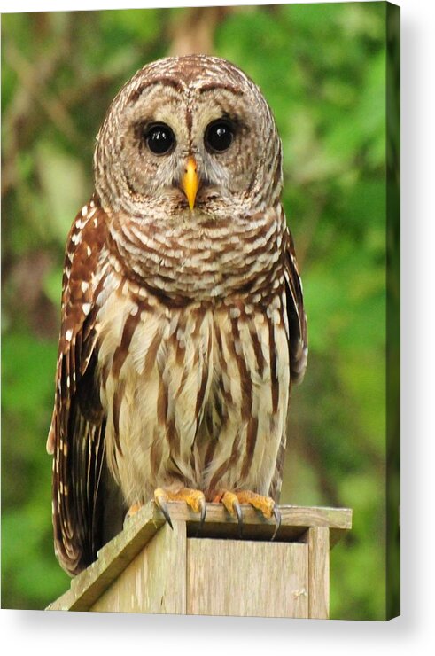 Juvenile Barred Owl Acrylic Print featuring the photograph Juvenile Barred Owl by Jack Cushman