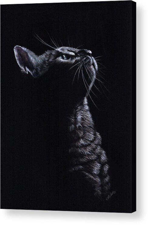 Kitten Acrylic Print featuring the drawing Kitten on Black by Kathie Miller