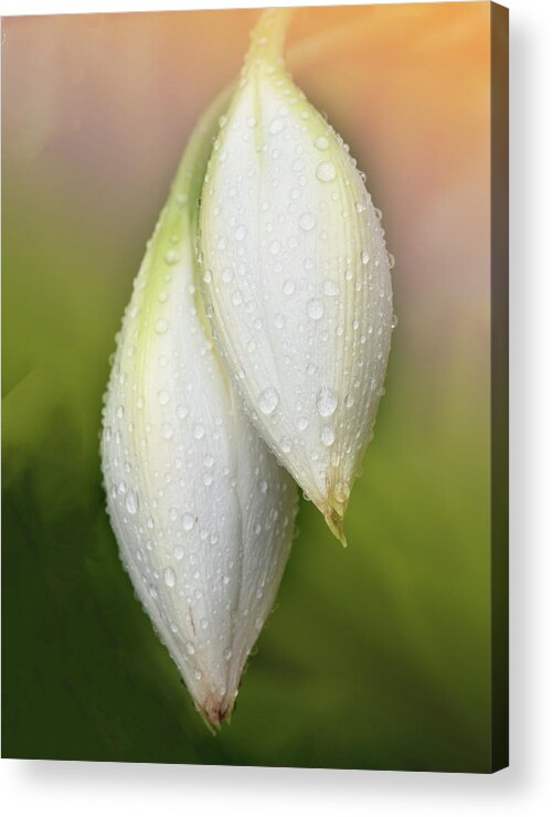 Lily Acrylic Print featuring the photograph Lily buds by Carolyn D'Alessandro