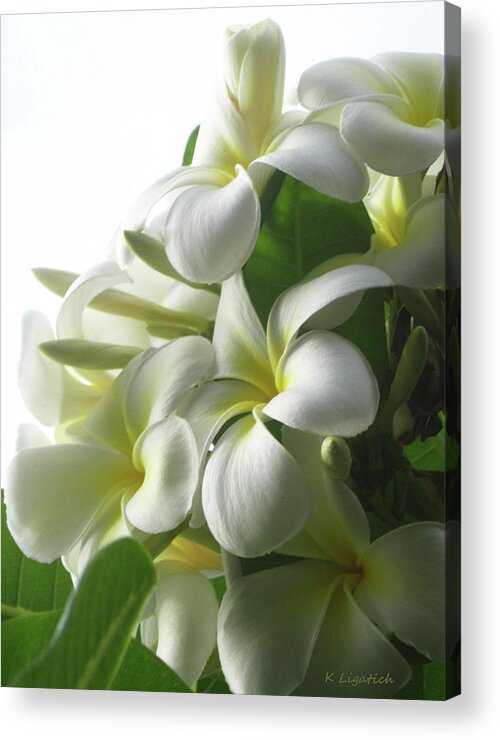 Plumeria Acrylic Print featuring the photograph Lit Softly by Kerri Ligatich