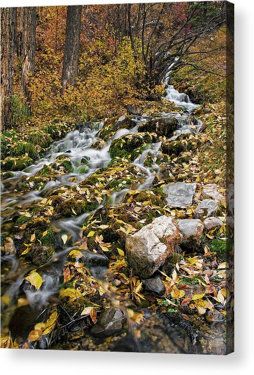 Water Acrylic Print featuring the photograph Little Creek by Scott Read