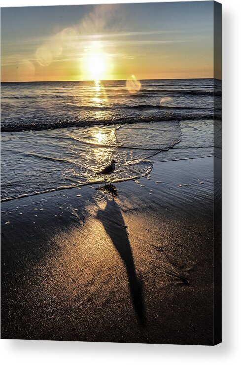 Atlantic Ocean Acrylic Print featuring the photograph Long Shadow of the Gull by Jim Moore
