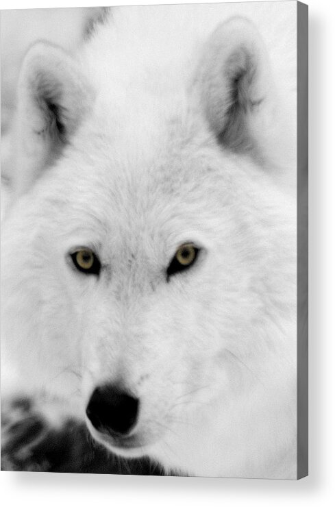 Arctic Wolf Acrylic Print featuring the photograph Look into my eyes by Larry Ricker
