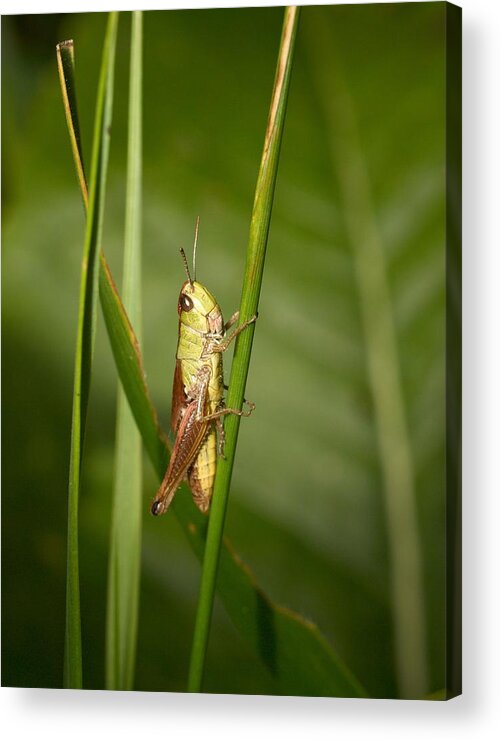 Lehtokukka Acrylic Print featuring the photograph Meadow grasshopper by Jouko Lehto