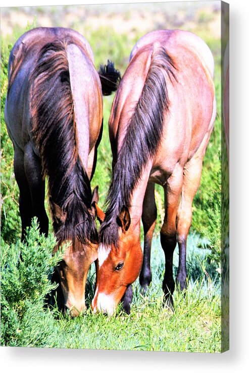 Horses Acrylic Print featuring the photograph Meal Sharing by Merle Grenz