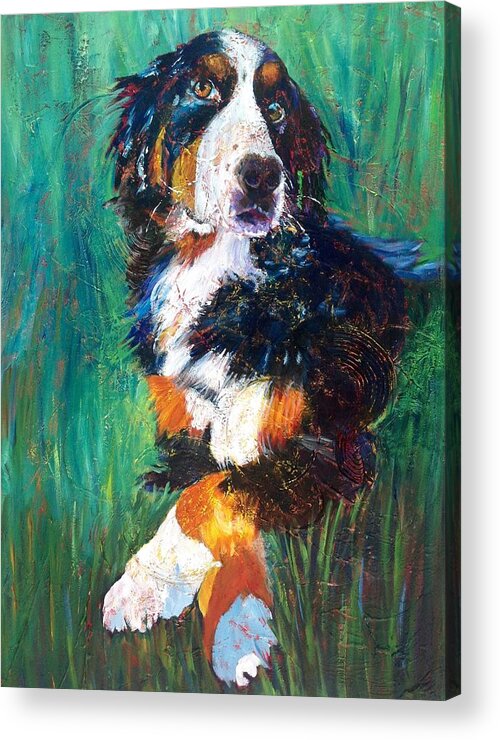 Bernese Mountian Dog Acrylic Print featuring the painting Mimi by Tara Moorman