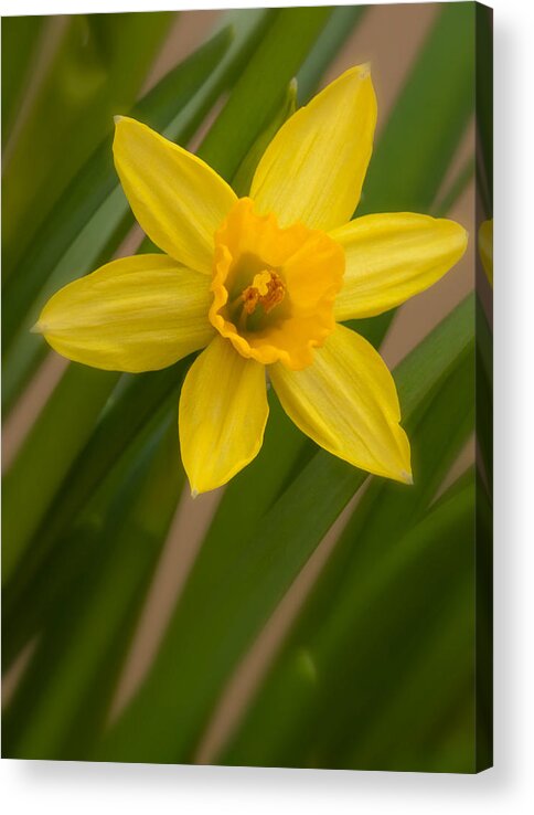 Blossom Acrylic Print featuring the photograph Mini Daff by Andreas Freund