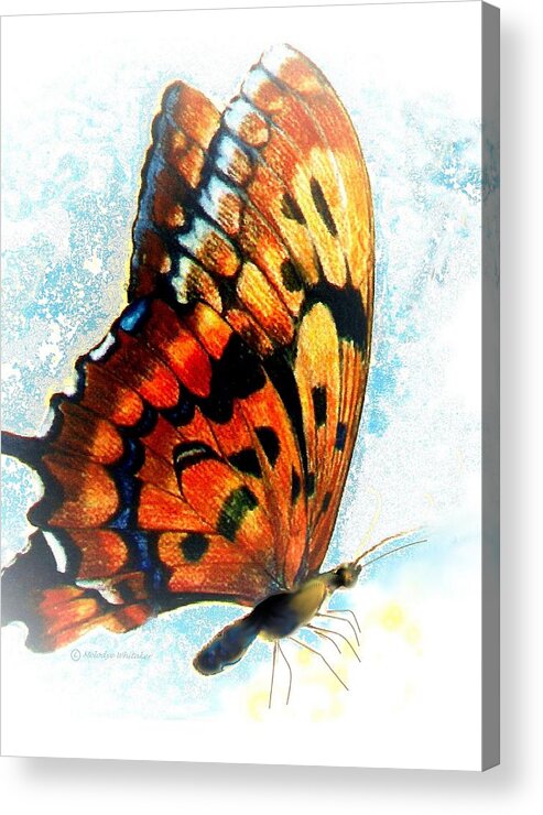 Colored Pencil Illustration With Digital Enhancement Created For Greeting Cards Acrylic Print featuring the drawing Monarch by Melodye Whitaker