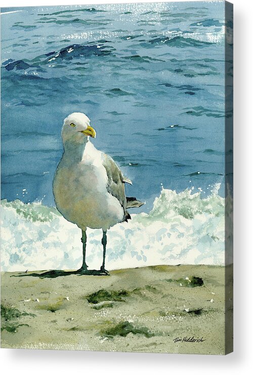 Seashore Print Acrylic Print featuring the painting Montauk Gull by Tom Hedderich