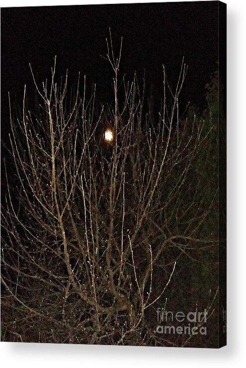 Tree Acrylic Print featuring the photograph Moonlight Branches by Diamante Lavendar