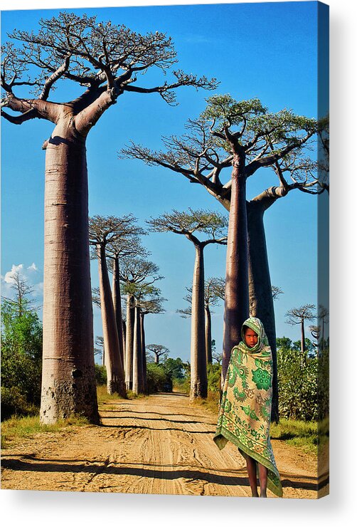 Baobab Trees Acrylic Print featuring the photograph Morning Walk Madagascar by Dominic Piperata