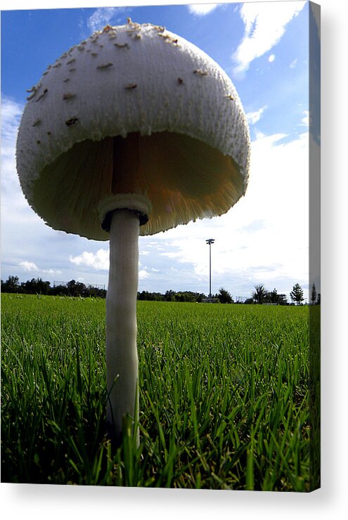 Mushroom Acrylic Print featuring the photograph Mushroom 005 by Christopher Mercer