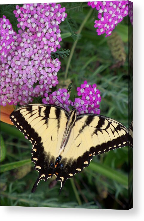 Nature Acrylic Print featuring the photograph Nectar Break by Sandy Collier