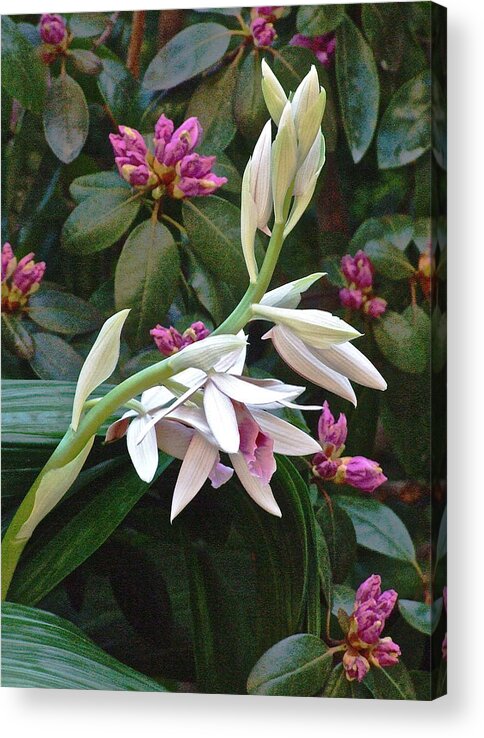  Orchid Acrylic Print featuring the photograph Nun Orchid by Janis Senungetuk