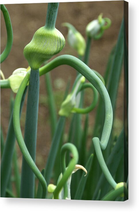 Garden Acrylic Print featuring the photograph Onion #88 by Raymond Magnani
