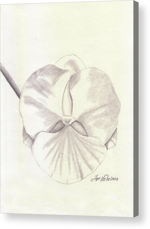 Orchid Acrylic Print featuring the drawing Orchid Phalaenopsis Artic Threshold by Martin Valeriano