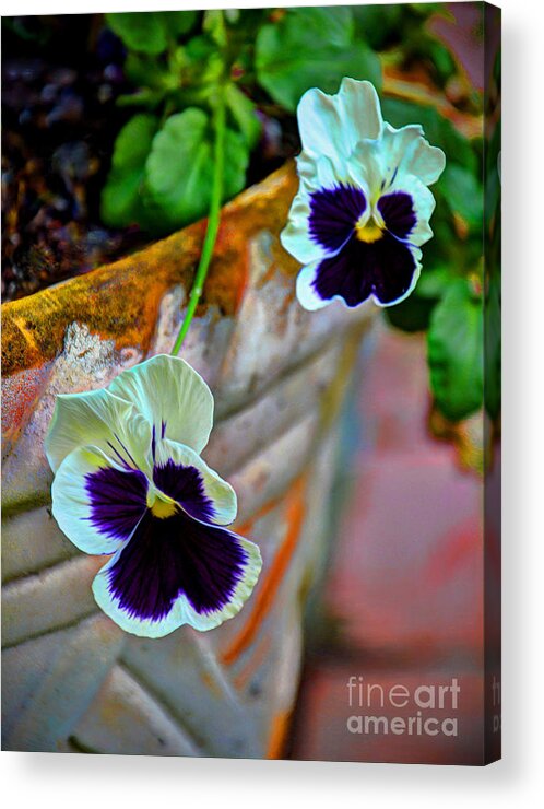 Pansies Acrylic Print featuring the photograph Pansies by Savannah Gibbs