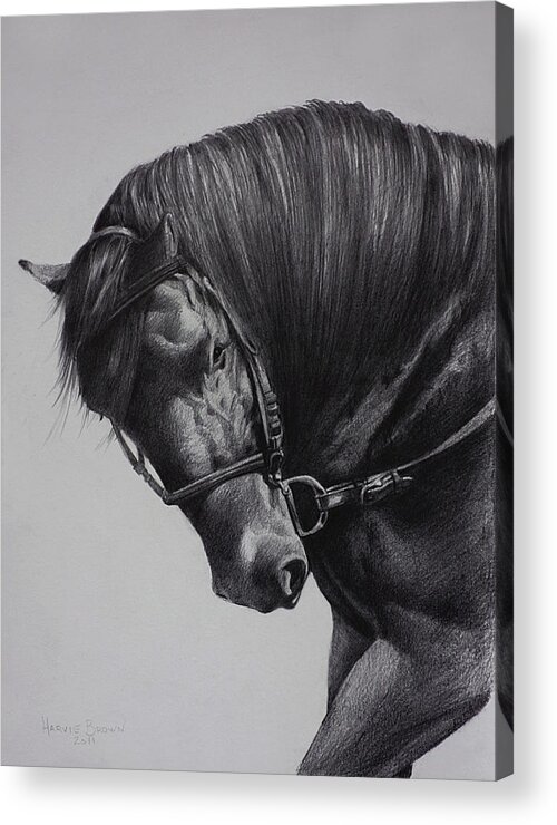 Paso Fino Acrylic Print featuring the drawing Paso Fino by Harvie Brown