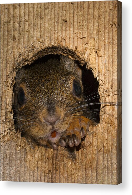 Garden Acrylic Print featuring the photograph Peeking Squirrel by Jean Noren