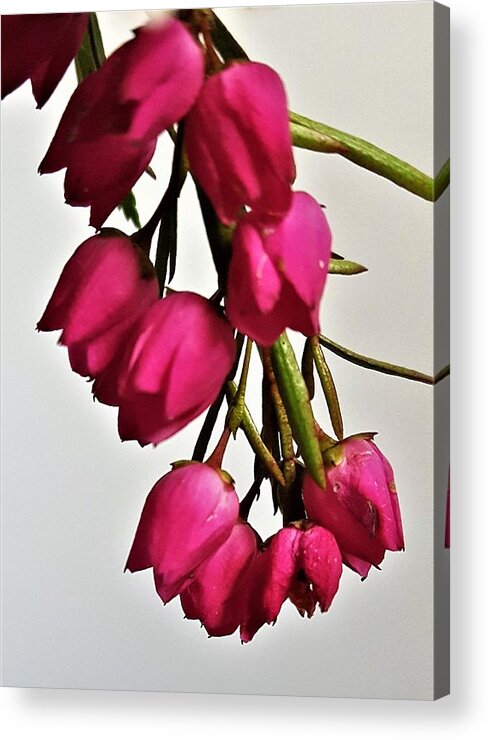Floral Acrylic Print featuring the photograph Pink Bells by Jim Harris
