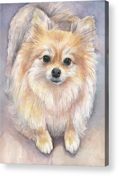 Pomeranian Acrylic Print featuring the painting Pomeranian Watercolor by Olga Shvartsur