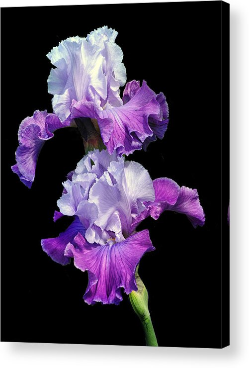 Purple Iris.iris Acrylic Print featuring the photograph Purple Duet by Dave Mills