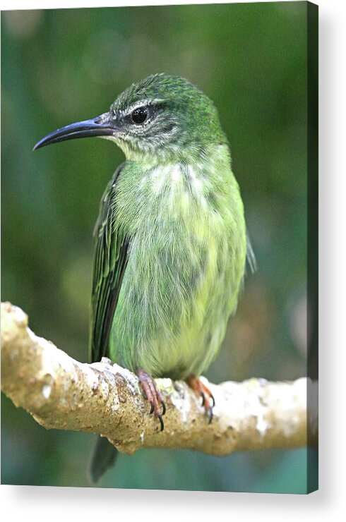 Bird Acrylic Print featuring the photograph Purple Honeycreeper female by David Freuthal