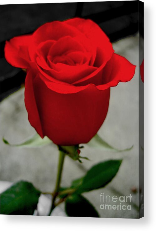 Red Dream Acrylic Print featuring the photograph Red Dream Rose by Nina Ficur Feenan