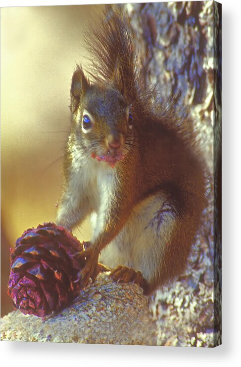 Squirrel Acrylic Print featuring the photograph Red Squirrel With Pine Cone by Gary Beeler