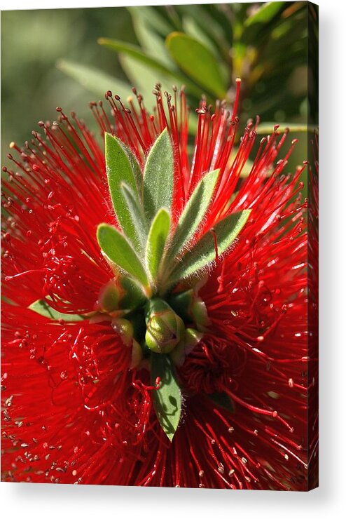 Red Acrylic Print featuring the photograph Red Surprise by Steven Robiner