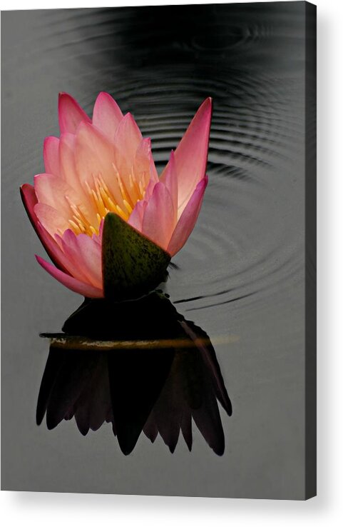 Ring Around The Rosy Acrylic Print featuring the photograph Ring Around the Rosy by Diana Angstadt