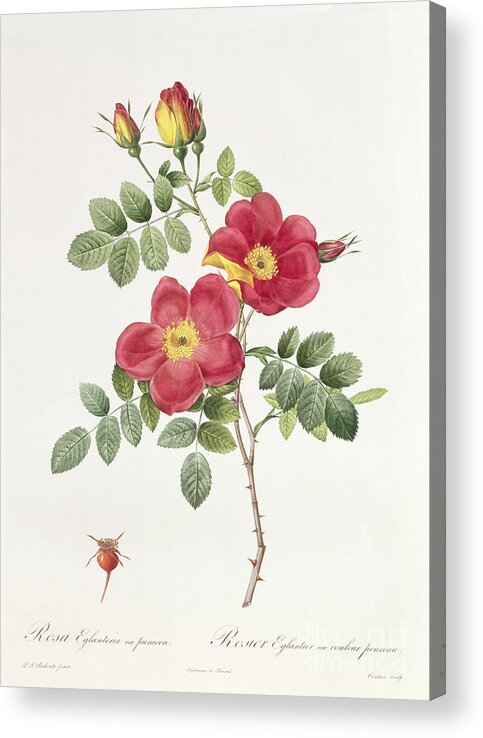 Rosa Acrylic Print featuring the drawing Rosa Eglantera Punicea by Pierre Joseph Redoute