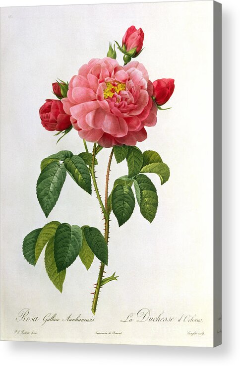 Rosa Acrylic Print featuring the drawing Rosa Gallica Aurelianensis by Pierre Joseph Redoute