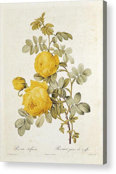 Rosa Acrylic Print featuring the drawing Rosa Sulfurea by Pierre Redoute