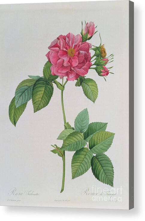 Rosa Acrylic Print featuring the drawing Rosa Turbinata by Pierre Joseph Redoute