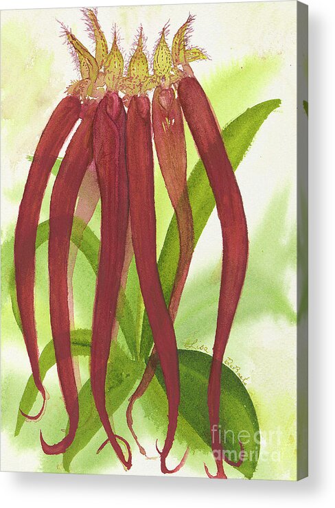 Bulbophylum Acrylic Print featuring the painting Roys Coolest Bulbophylum Orchid Ever by Lisa Debaets