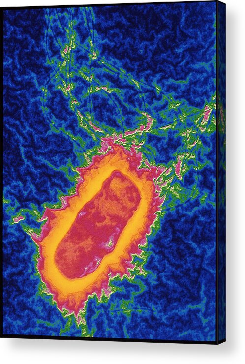 Salmonella Enteritidis Acrylic Print featuring the photograph Salmonella Bacteria by Pasieka