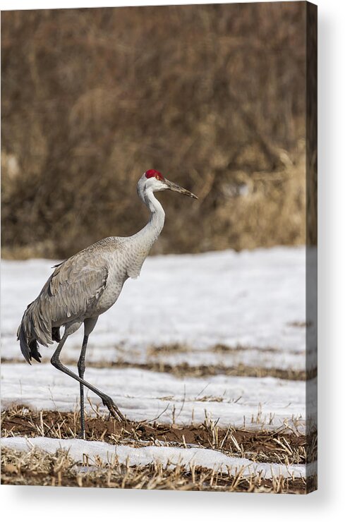 Sandhill Crane Acrylic Print featuring the photograph Sandhill Crane 2014-1 by Thomas Young