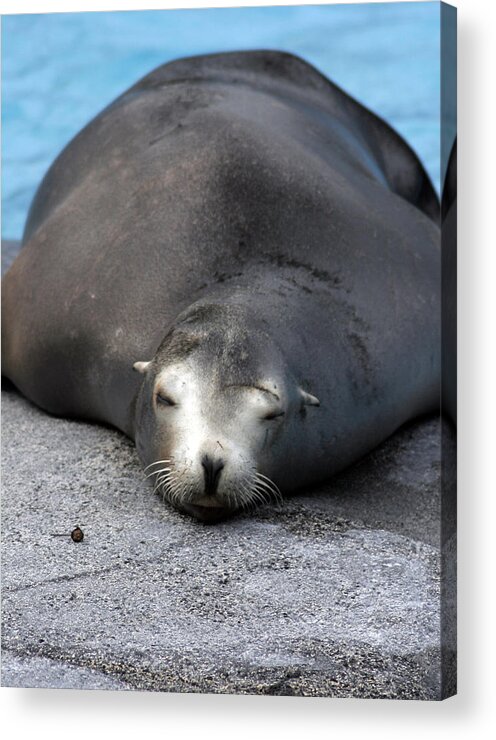  Acrylic Print featuring the photograph Sea Lion Snooze by Kenneth Campbell