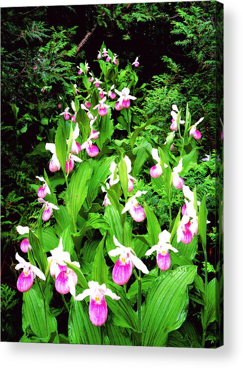 Wilderness Landscape Acrylic Print featuring the photograph Showy Ladyslippers by Frank Houck