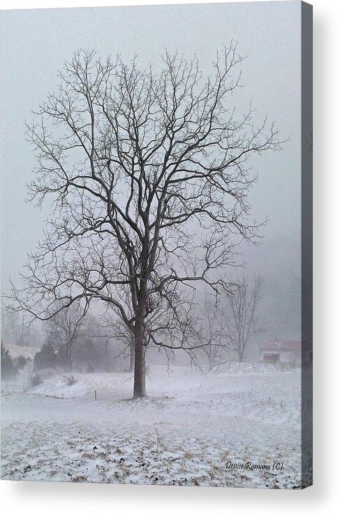 Winter Acrylic Print featuring the photograph Snowy Walnut by Denise Romano