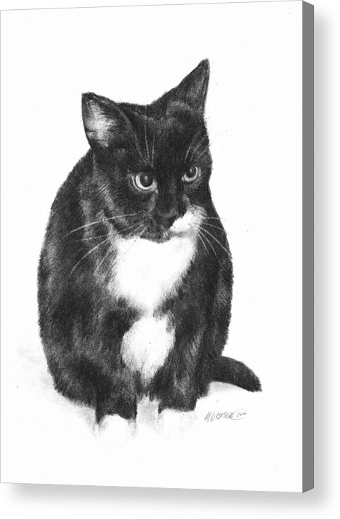 Cat Acrylic Print featuring the drawing Socks by Meagan Visser
