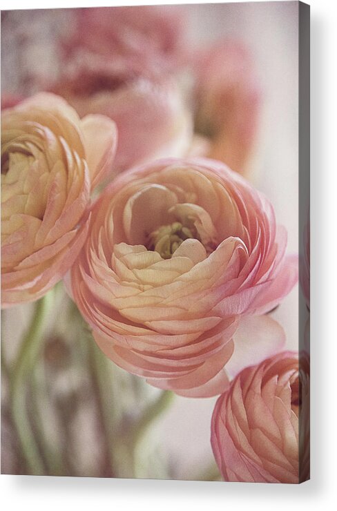 Ranunculus Acrylic Print featuring the photograph Soft Pink Ranunculus by Teresa Wilson