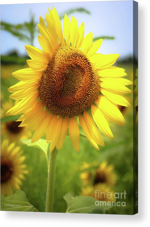 Sunflowers Acrylic Print featuring the photograph Sunflowers in Memphis II by Veronica Batterson