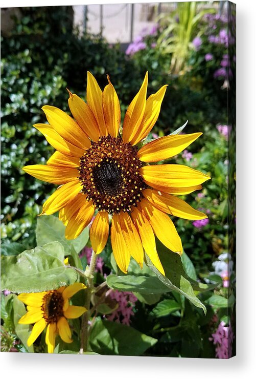 Flowers Acrylic Print featuring the photograph Sunshine by Rick Redman